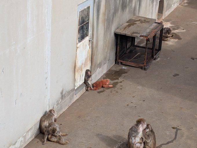 Punch alone by a wall with his Djungelskog