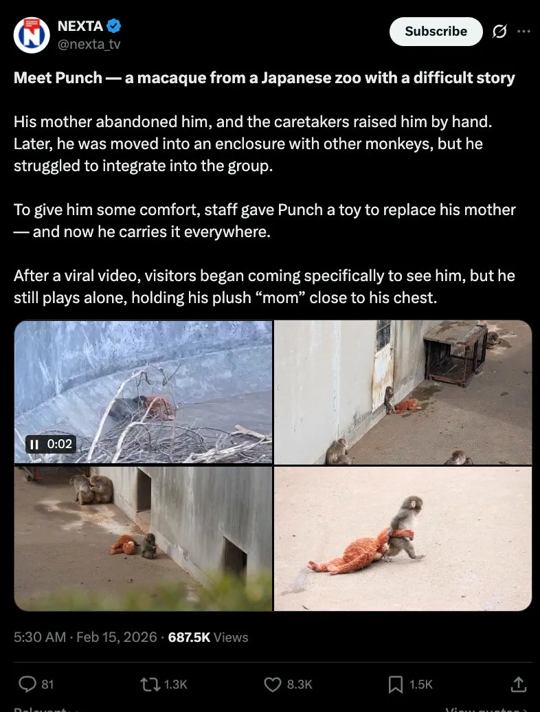 Viral tweet about Punch the macaque - 687K views